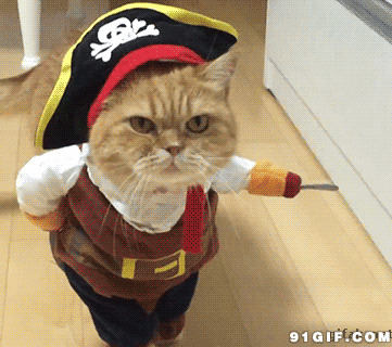 宠物猫猫穿衣服走路动态图片