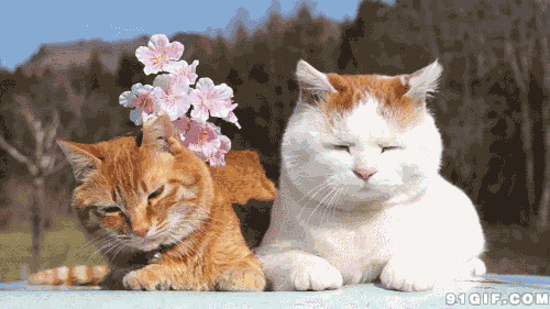 可爱的情侣猫猫动态图片:猫猫