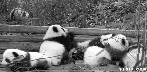 熊猫乐园动态图片:大熊猫,