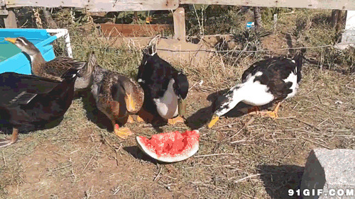 鸭子吃西瓜动态图片:,西瓜,鸭子