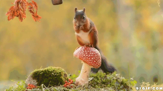 可爱小松鼠踩蘑菇觅食图片:松鼠,蘑菇