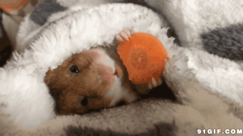 小老鼠吃萝卜动态图片