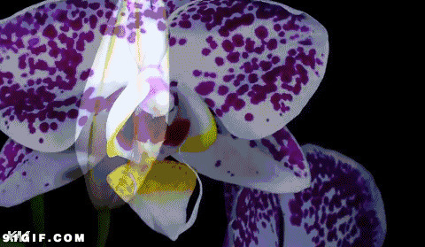 紫色斑点花绽放唯美图片:花朵,绽放