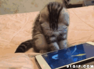 猫猫抓鱼吃搞笑图片
