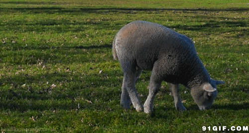 吃草的山羊动态图片:山羊