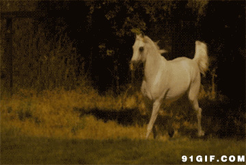 奔跑的白马动态图片