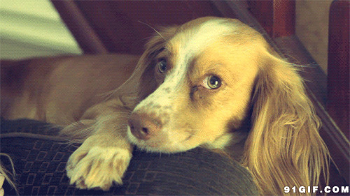 无聊狗狗眨眼睛动态图片:狗狗,眼睛,眨眼睛