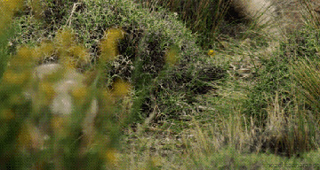 草丛中的小野狼动态图片