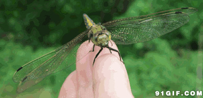 手指上的蜻蜓动态图片