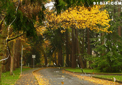 树叶被风雨吹落动态素材图片:风雨,树叶,落叶