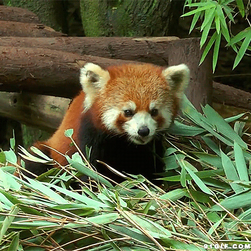 默默吃着竹叶的小熊图片:,竹子,小熊猫