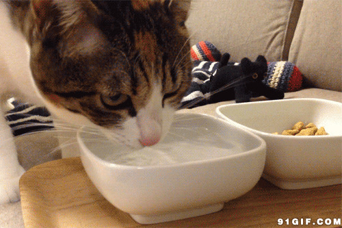 猫猫碗中喝水动态图片:猫猫,喝水