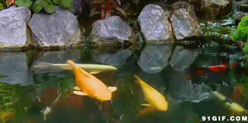 水塘游泳的锦鲤鱼图片:游泳,鲤鱼