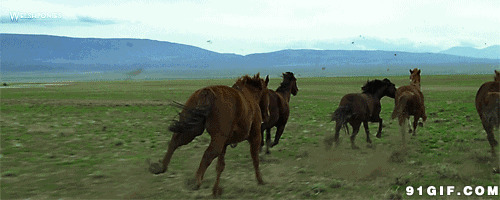 草原飞奔的马群图片