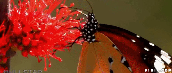 蝴蝶采蜜动态图片
