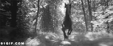 森林狂奔的骏马图片:森林,骏马,奔马