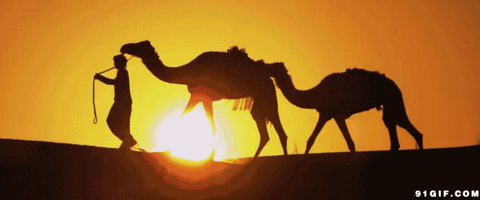 牵着骆驼穿越沙漠图片:骆驼,沙漠
