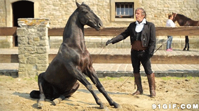驯马师训练马匹图片:训练,马匹,骏马