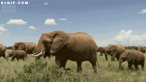 野外行走的大象群图片:大象,象群