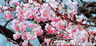 微风吹动满树桃花图片