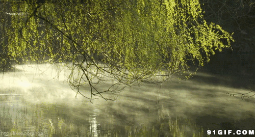午夜湖边迷雾图片