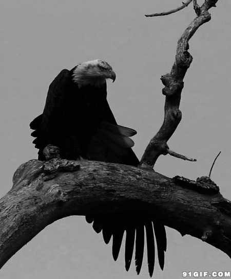 寒冬树上的老鹰动态视频图片:老鹰