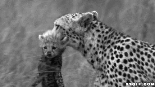 草原豹子照顾幼崽图片:豹子