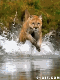 老虎跳水奔跑图片:老虎