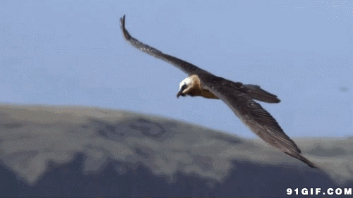 草原苍鹰飞翔图片:苍鹰,老鹰