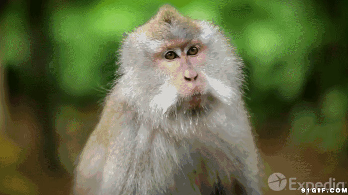 迷茫的猴子动态图片:猴子,狒狒