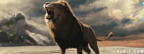 怒吼咆哮的狮子图片:狮子