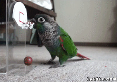 鹦鹉叼球投篮图片