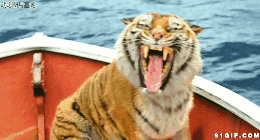 游船上的大老虎动态图片:老虎