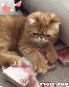 爱钱财如命的猫猫搞笑图片:猫猫,人民币