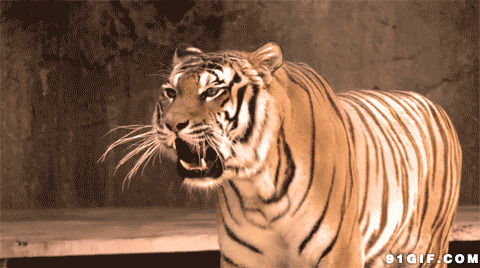 老虎裂嘴咆哮图片:老虎