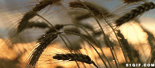 风吹稻谷香图片:风吹,稻谷,唯美
