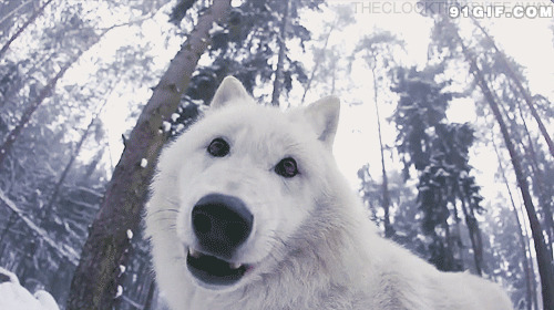 雪山白色猎犬图片