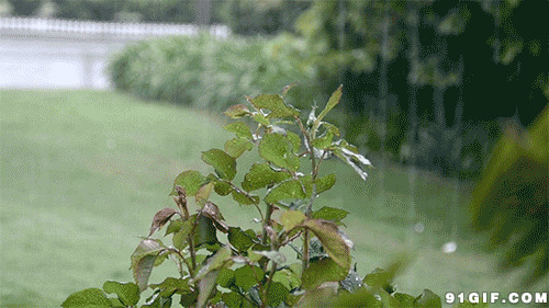 雨水滴落路边树叶图片:雨水,树叶,下雨