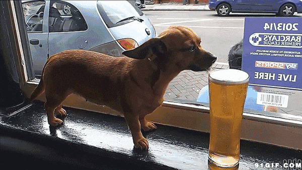 狗狗用舌头舔啤酒图片:狗狗,啤酒