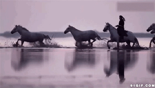 骑马过河黑白图片:骑马,骏马,跑马,放马