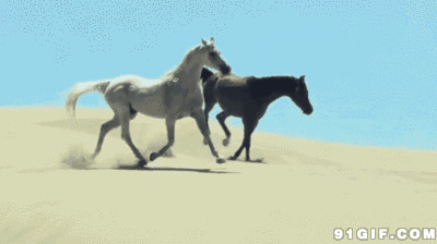 黑马白马沙漠奔跑图片:骏马,沙漠