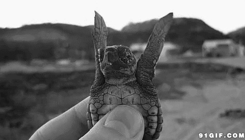小乌龟摆动爪子动态图片:乌龟,黑白