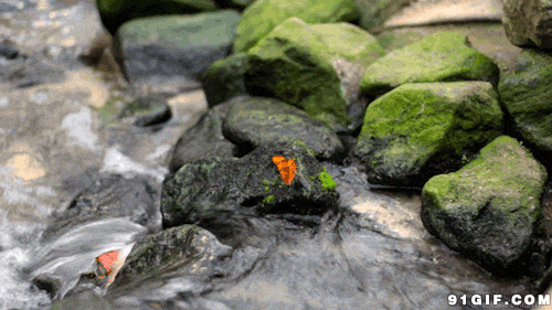 小溪岩石上挥舞翅膀的蝴蝶图片
