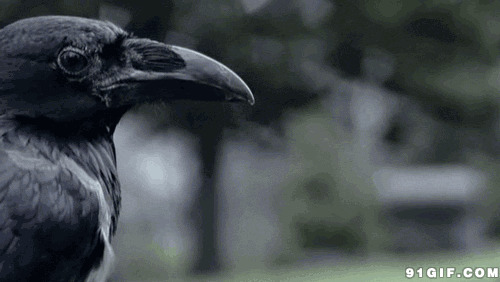 黑乌鸦动态图片