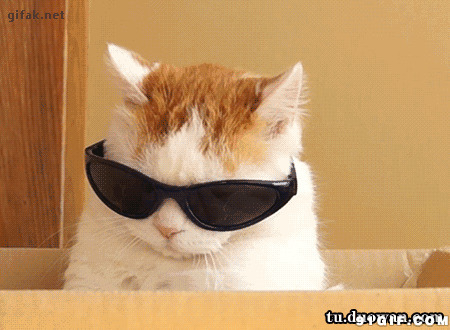 酷酷的猫猫戴墨镜图片