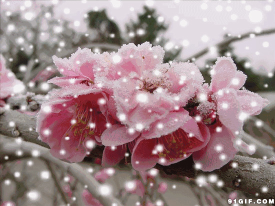寒冬腊梅景色唯美图片:寒冬,景色,下雪