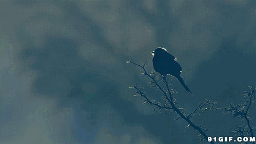 寒冬季节枯枝上鸟儿图片:寒冬,小鸟,枝头
