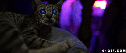 眼睛发绿光的猫猫图片
