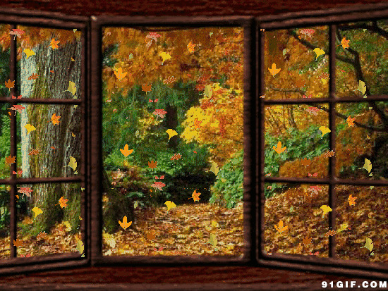 窗外的落叶卡通图片:落叶,秋天