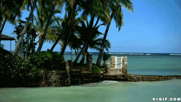椰树海水微波荡漾图片:椰子树,海水,椰树